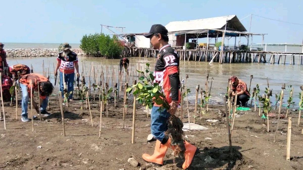 1.000 Mangrove Tanam Pemuda Pancasila Indramayu: Hijaukan Pantai, Jaga Negeri