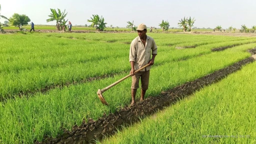 75% Petani Bawang Merah Patrol Keluhkan Hama Massal, Terancam Gagal Panen