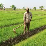 75% Petani Bawang Merah Patrol Keluhkan Hama Massal, Terancam Gagal Panen