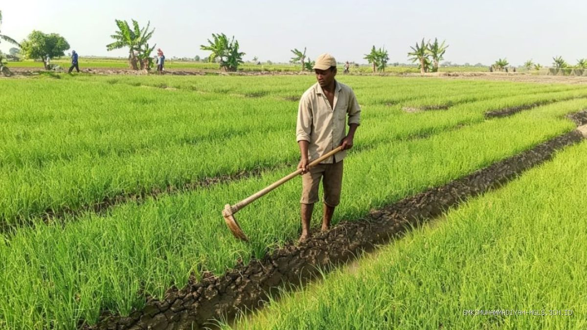 75% Petani Bawang Merah Patrol Keluhkan Hama Massal, Terancam Gagal Panen