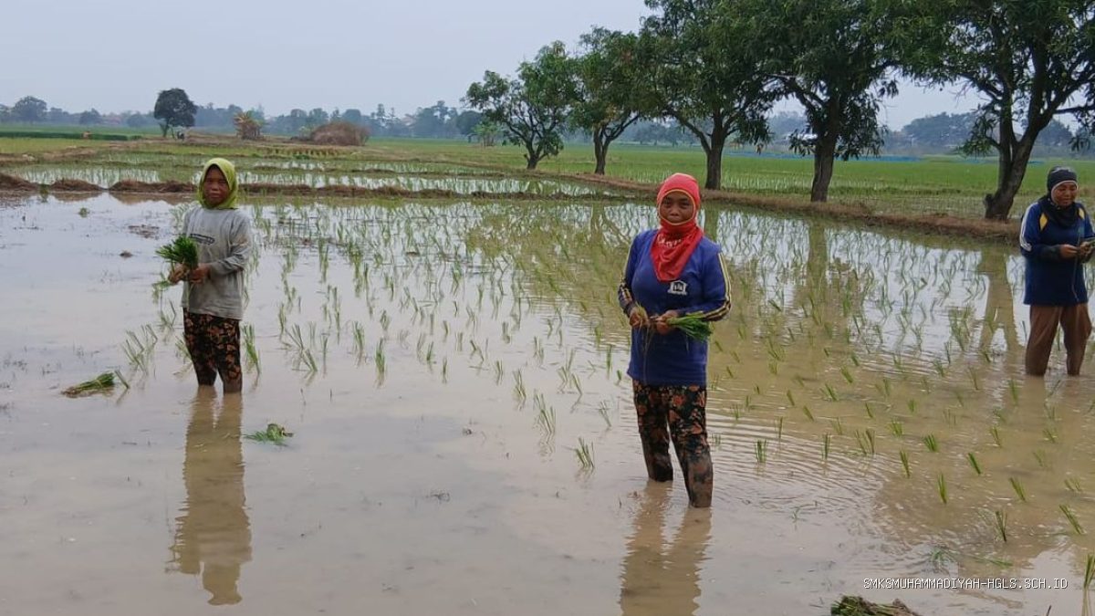 Kendala Lahan Tadah Hujan: Padi Sumbermulya Haurgeulis Tak Serentak