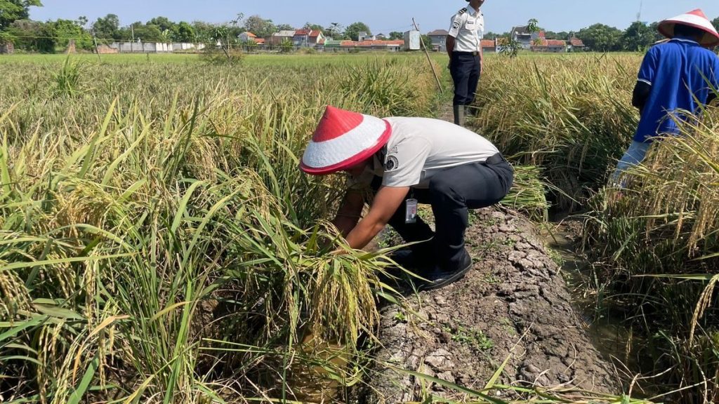 Lapas Indramayu Panen 4 Ton Gabah: Kisah Sukses di Balik Tembok