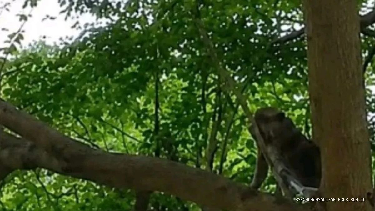 Monyet Liar Indramayu Viral: Damkar Kejar Seharian Belum Tertangkap