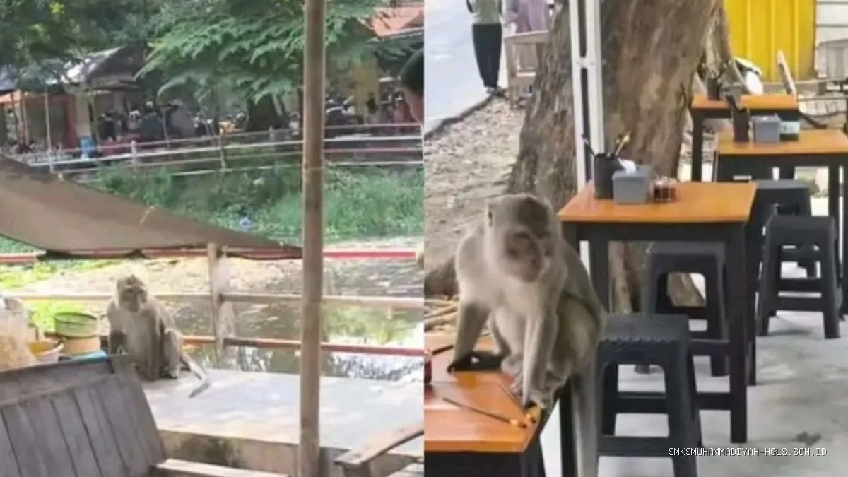 Monyet Liar Kelaparan Berkeliaran di Taman Cimanuk Indramayu