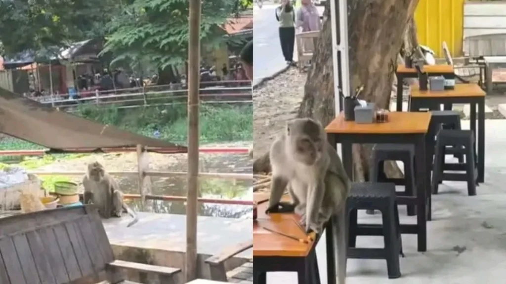 Monyet Liar Resahkan Warga Jalan Veteran Sindang, Waspada Pengunjung