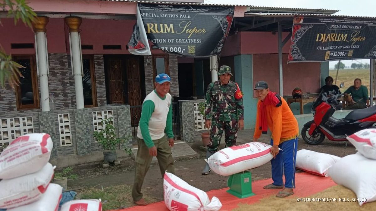 Panen Padi Sumuradem: Babinsa Pastikan Kesejahteraan Petani