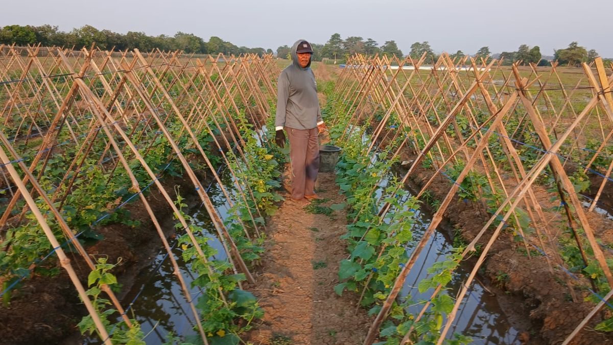 Petani Kedungwungu Indramayu: Tanaman Stres Akibat Cuaca Ekstrem Meski Air Tersedia