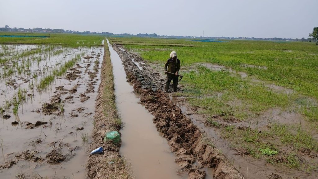Petani Salamdarma Tebar Benih Padi: Dongkrak Produksi Musim Tanam Kedua