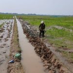 Petani Salamdarma Tebar Benih Padi: Dongkrak Produksi Musim Tanam Kedua
