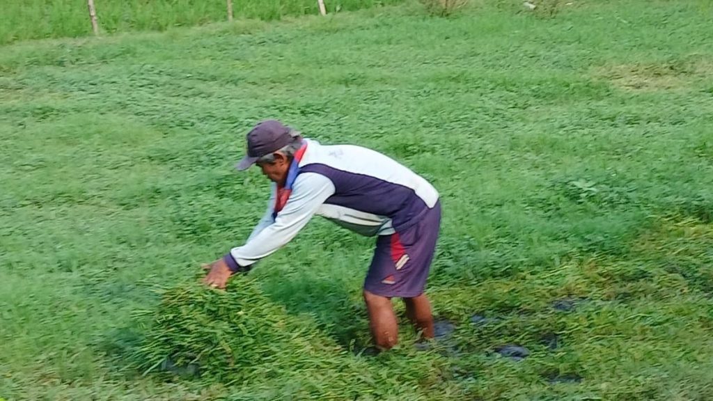 Rumput Melimpah: Peternak Kambing Haurgeulis Optimistis Naik Produktivitas