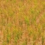 10 Ribu Hektare Sawah di Indramayu Terancam Puso, Petani Krisis Air
