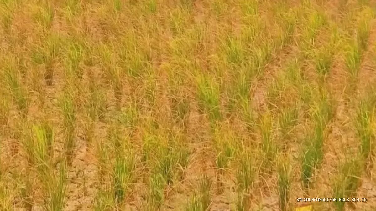 10 Ribu Hektare Sawah di Indramayu Terancam Puso, Petani Krisis Air