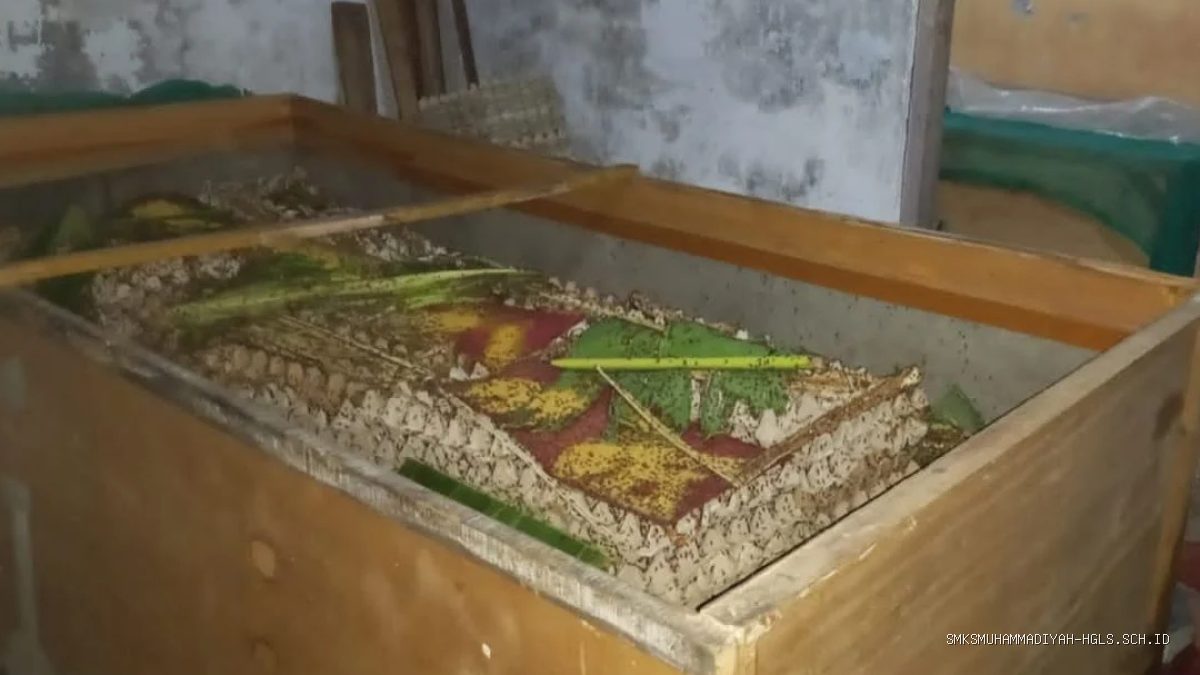 Budidaya Jangkrik Jadi Cuan, Usaha Sampingan Warga Jangga Indramayu