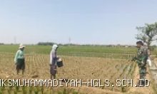 Indramayu Babinsa Koramil Terisi Turun ke Sawah, Ada Misi Penting di Balik Pendampingan Petani Ini 23 Juli 2026, 11:35 WIB