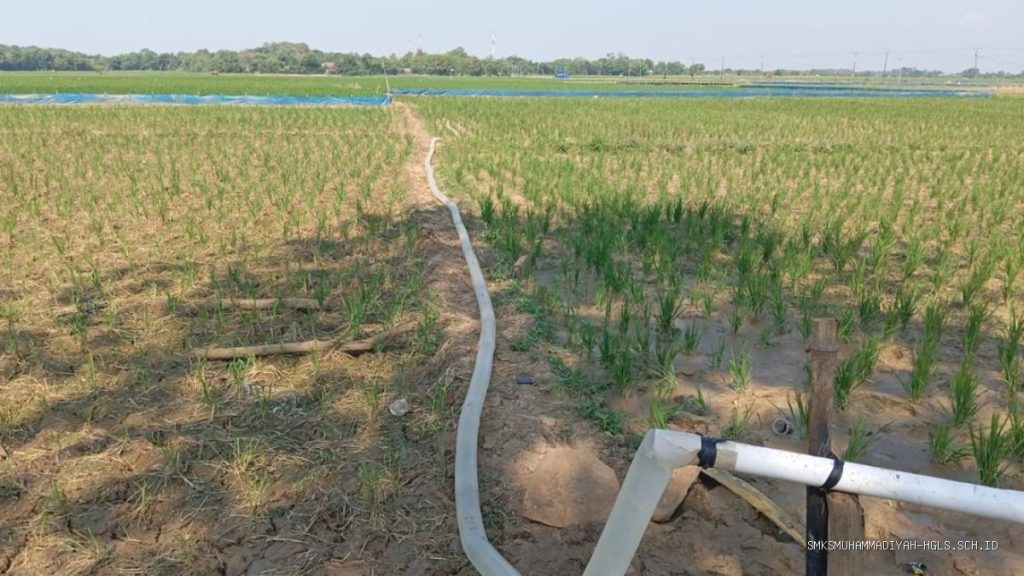 Irpom Kandanghaur: Petani Pertanyakan Bantuan, Minta Pemerataan