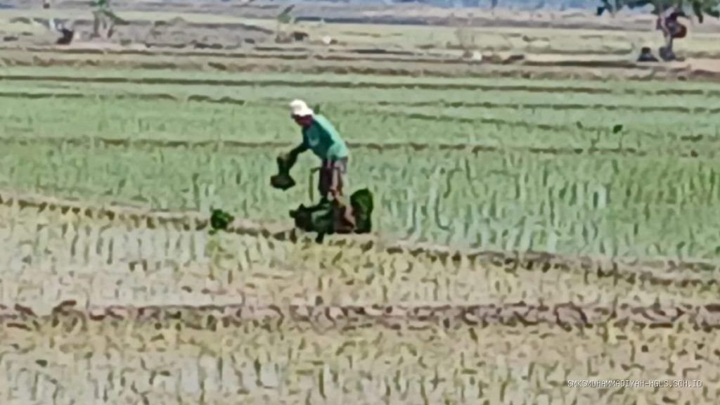 Pasokan Air Aman, Petani Desa Lempuyang Mulai Musim Tanam Padi