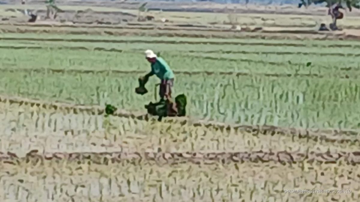 Pasokan Air Aman, Petani Desa Lempuyang Mulai Musim Tanam Padi