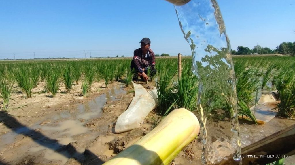 Pertamina EP & Kementan Selamatkan 427 Ha Sawah Tadah Hujan Jatimunggul