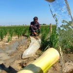 Pertamina EP & Kementan Selamatkan 427 Ha Sawah Tadah Hujan Jatimunggul