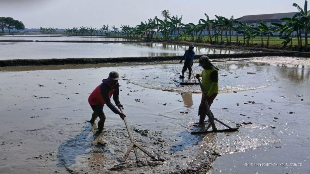 Sambut Musim Tanam Kedua, Petani Desa Kopyah Gotong Royong Sawah