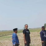 Tanaman Padi di Indramayu Terancam Puso, Petani Butuh Air Segera