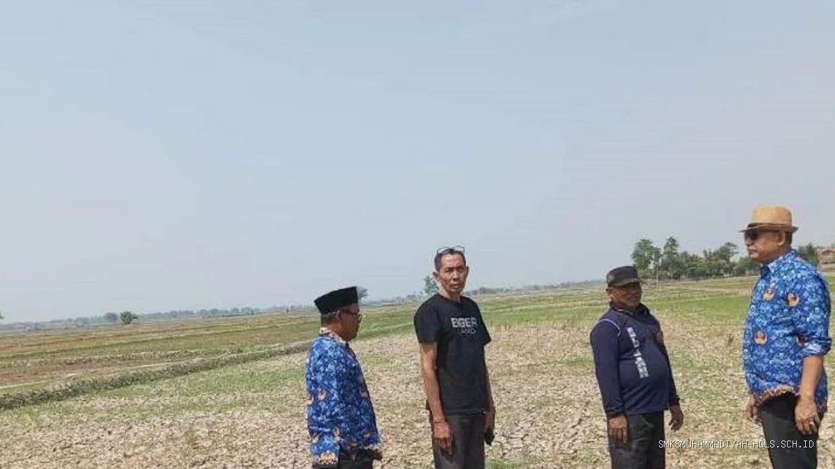 Tanaman Padi di Indramayu Terancam Puso, Petani Butuh Air Segera