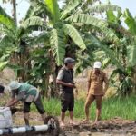 Cegah Kendala Lahan, Danramil Lelea & BPP Beri Arahan Petani Tunggul Payung