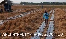 Indramayu Hadapi Musim Kemarau, Petani Blok Tanjungsari Desa Situraja Beralih Budidaya Semangka 7 Agustus 2026, 11:26 WIB