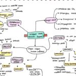 Panduan Mind Mapping untuk Pelajar: Manfaat dan Langkah Membuatnya
